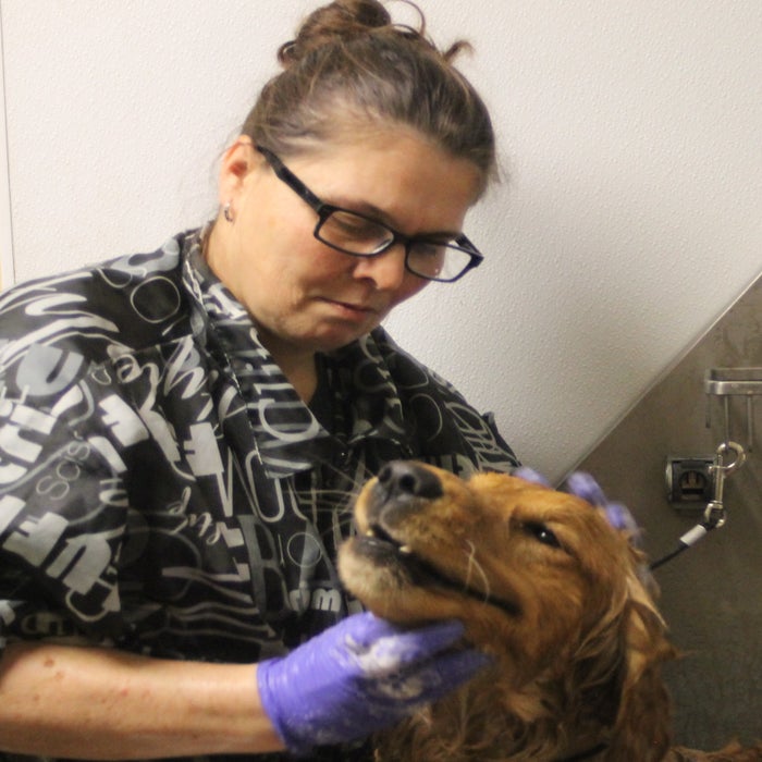 Darlene Terry</br> Groomer  photo